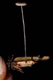Crinipellis piceae image