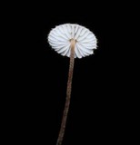 Crinipellis piceae image