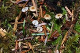 Crinipellis piceae image