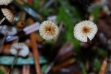 Crinipellis piceae image