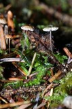 Crinipellis piceae image