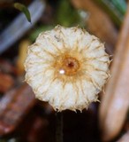 Crinipellis piceae image