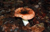 Russula cessans image