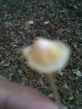 Mycena crocea image