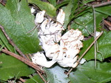 Clavulina coralloides image