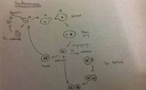 Saccharomyces paradoxus image