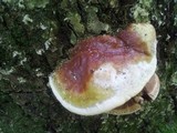 Ganoderma sessile image