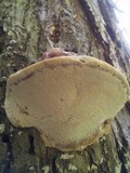 Ganoderma sessile image