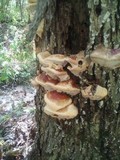 Ganoderma sessile image