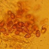 Ganoderma sessile image