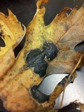 Rhytisma americanum image