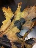Rhytisma americanum image