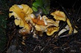 Cantharellus formosus image