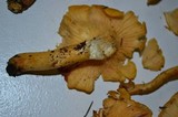 Cantharellus formosus image