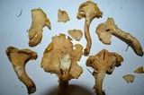 Cantharellus formosus image