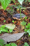 Boletus zelleri image