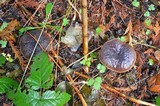 Boletus zelleri image