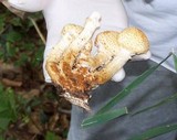 Pholiota squarrosoides image