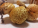 Pholiota squarrosoides image