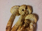 Pholiota squarrosoides image