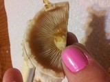 Pholiota squarrosoides image