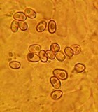 Pholiota squarrosoides image