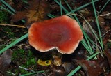 Gomphidius subroseus image