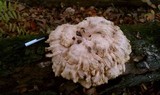Laetiporus cincinnatus image