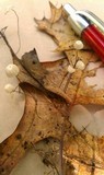 Marasmius capillaris image
