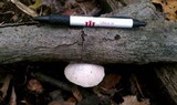 Tyromyces chioneus image