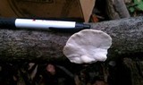 Tyromyces chioneus image