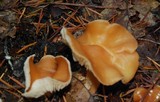 Rhodocollybia butyracea image