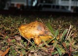 Suillus brevipes image