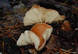Rhodocollybia butyracea image