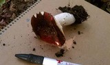 Russula atropurpurea image