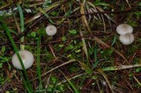 Clitocybe fragrans image