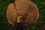 Paxillus involutus image