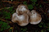 Inocybe albodisca image