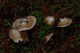 Inocybe albodisca image