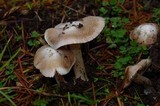 Inocybe albodisca image