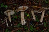 Inocybe albodisca image