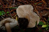 Inocybe albodisca image