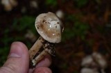 Inocybe albodisca image