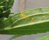 Coleosporium asterum image