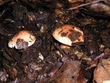 Tricholoma dryophilum image