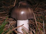 Amanita pachycolea image