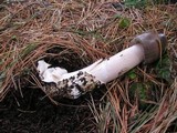 Amanita pachycolea image