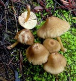 Entoloma formosum image