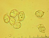 Entoloma formosum image