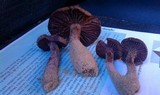 Laccaria trullisata image